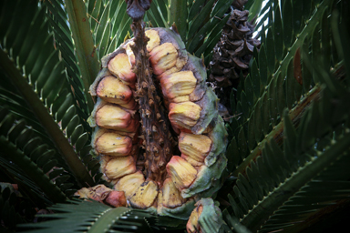 APII jpeg image of Macrozamia moorei  © contact APII