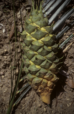 APII jpeg image of Macrozamia mountperriensis  © contact APII