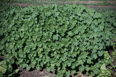 APII jpeg image of Malva parviflora  © contact APII