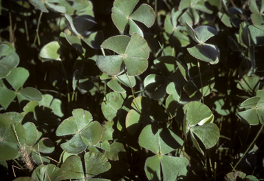 APII jpeg image of Marsilea drummondii  © contact APII