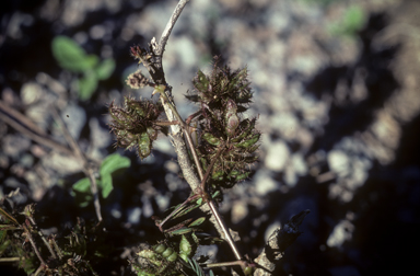 APII jpeg image of Mimosa pudica  © contact APII