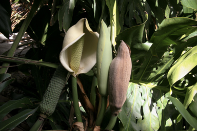 APII jpeg image of Monstera deliciosa  © contact APII