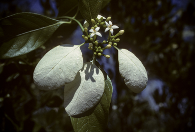 APII jpeg image of Coelospermum decipiens  © contact APII