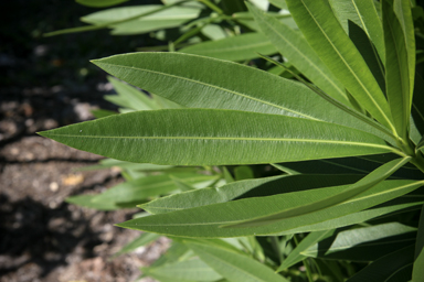 APII jpeg image of Nerium oleander  © contact APII