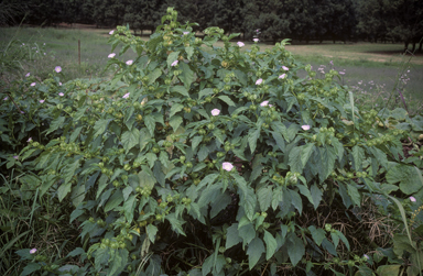 APII jpeg image of Nicandra physalodes  © contact APII