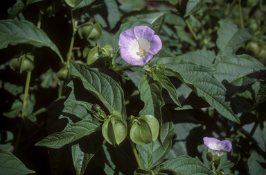 APII jpeg image of Nicandra physalodes  © contact APII