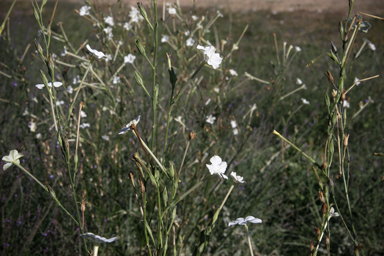 APII jpeg image of Nicotiana megalosiphon subsp. megalosiphon  © contact APII