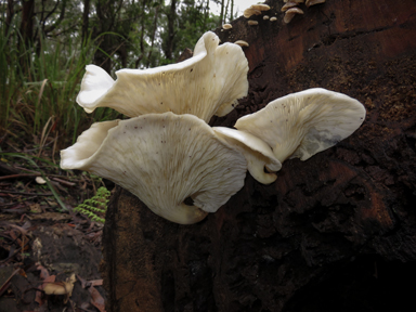 APII jpeg image of Omphalotus nidiformis  © contact APII