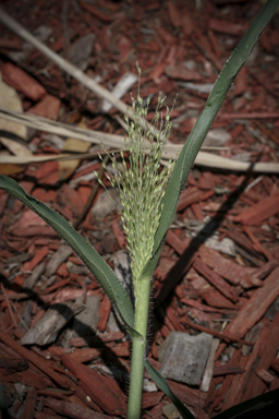 APII jpeg image of Panicum effusum  © contact APII