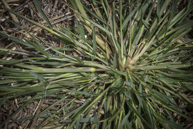 APII jpeg image of Panicum gilvum  © contact APII