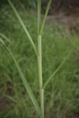 APII jpeg image of Pennisetum clandestinum  © contact APII