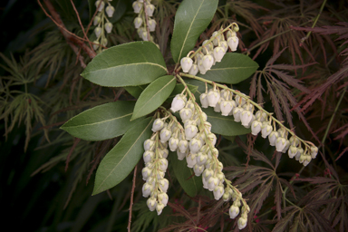 APII jpeg image of Pieris formosa forestii  © contact APII