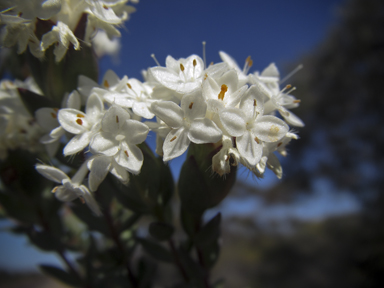 APII jpeg image of Pimelea glauca  © contact APII