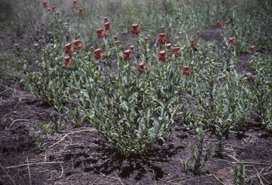 APII jpeg image of Pimelea haematostachya  © contact APII