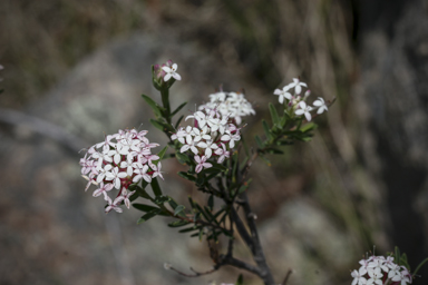 APII jpeg image of Pimelea linifolia  © contact APII