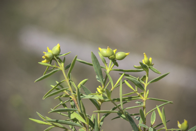 APII jpeg image of Pimelea neoanglica  © contact APII