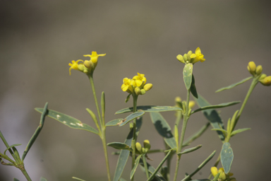 APII jpeg image of Pimelea neoanglica  © contact APII