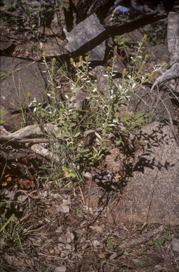 APII jpeg image of Pimelea amabilis  © contact APII