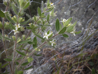 APII jpeg image of Pimelea venosa  © contact APII