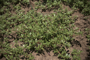 APII jpeg image of Portulaca oleracea  © contact APII