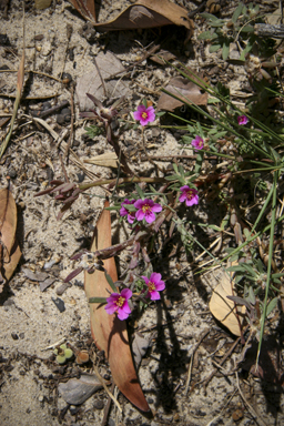 APII jpeg image of Portulaca pilosa  © contact APII