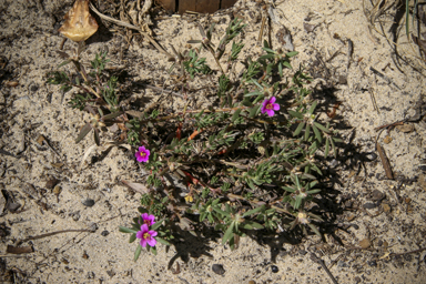 APII jpeg image of Portulaca pilosa  © contact APII