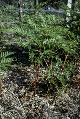 APII jpeg image of Pteridium esculentum  © contact APII