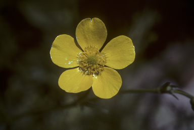 APII jpeg image of Ranunculus lappaceus  © contact APII