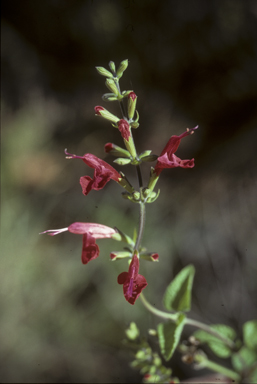 APII jpeg image of Salvia coccinea  © contact APII