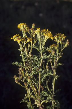 APII jpeg image of Senecio jacobaea  © contact APII