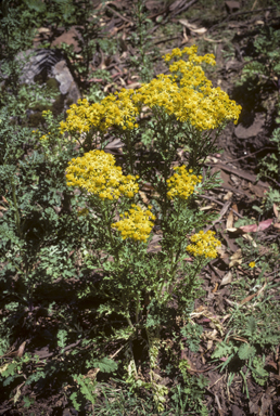 APII jpeg image of Senecio jacobaea  © contact APII