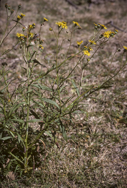 APII jpeg image of Senecio madagascariensis  © contact APII