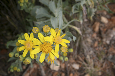 APII jpeg image of Senecio magnificus  © contact APII