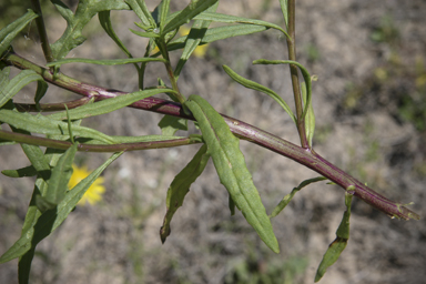 APII jpeg image of Senecio pinnatifolius  © contact APII