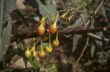 APII jpeg image of Solanum aviculare  © contact APII