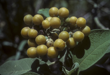 APII jpeg image of Solanum mauritianum  © contact APII