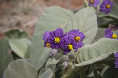 APII jpeg image of Solanum quadriloculatum  © contact APII