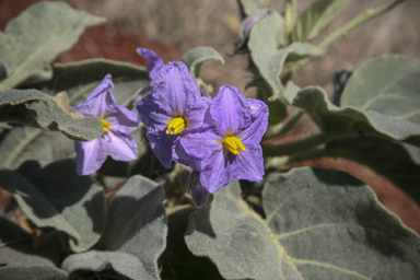 APII jpeg image of Solanum quadriloculatum  © contact APII