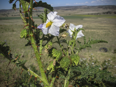 APII jpeg image of Solanum sisymbriifolium  © contact APII