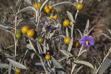 APII jpeg image of Solanum sturtianum  © contact APII