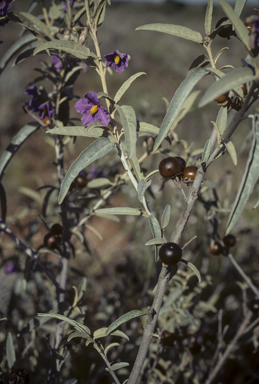 APII jpeg image of Solanum sturtianum  © contact APII