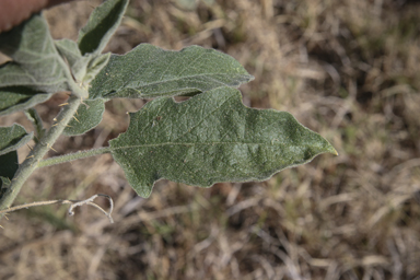 APII jpeg image of Solanum succosum  © contact APII