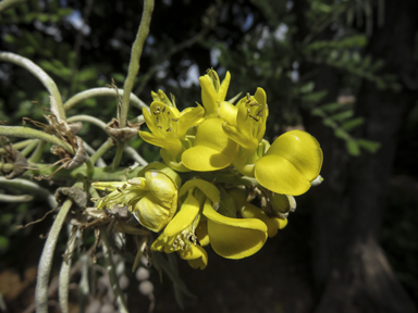 APII jpeg image of Sophora tomentosa  © contact APII