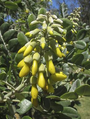 APII jpeg image of Sophora tomentosa  © contact APII