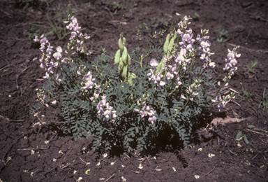 APII jpeg image of Swainsona galegifolia  © contact APII