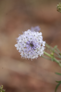 APII jpeg image of Trachymene cyanantha  © contact APII