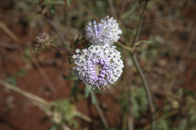 APII jpeg image of Trachymene glaucifolia  © contact APII