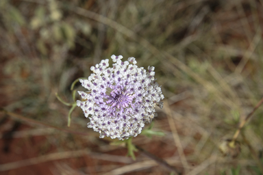 APII jpeg image of Trachymene glaucifolia  © contact APII