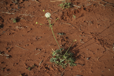 APII jpeg image of Trachymene ochracea  © contact APII