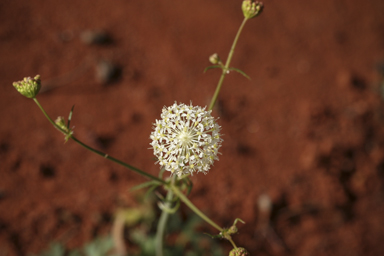 APII jpeg image of Trachymene ochracea  © contact APII